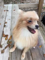 Milky, a male Pomeranian for sale in Houston, TX – 1 of 4