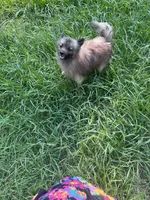 Goliath , a male Pomeranian for sale in Houston, TX – 4 of 4