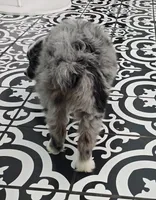 Starlight ASDR, a female Miniature Australian Shepherd for sale in Point, TX – 3 of 10