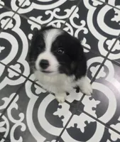 Blaze ASDR, a male Toy Australian Shepherd for sale in Point, TX – 9 of 10
