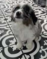 Starlight ASDR, a female Miniature Australian Shepherd for sale in Point, TX – 4 of 10