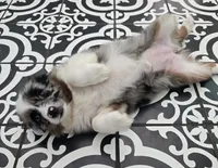Starlight ASDR, a female Miniature Australian Shepherd for sale in Point, TX – 6 of 10