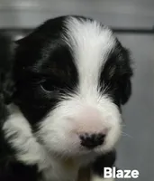 Blaze, a male Toy Australian Shepherd for sale in Point, TX – 4 of 4