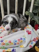 Starlight, a female Miniature Australian Shepherd for sale in Point, TX – 2 of 5