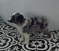 Starlight ASDR, a female Miniature Australian Shepherd for sale in Point, TX – 2 of 10