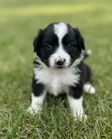 Bolt, a male Miniature Australian Shepherd for sale in Point, TX – 2 of 4