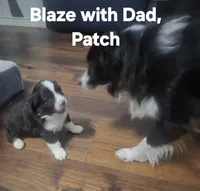Blaze, a male Toy Australian Shepherd for sale in Point, TX – 2 of 4
