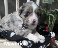 Maverick , a male Miniature Australian Shepherd for sale in Point, TX – 4 of 6