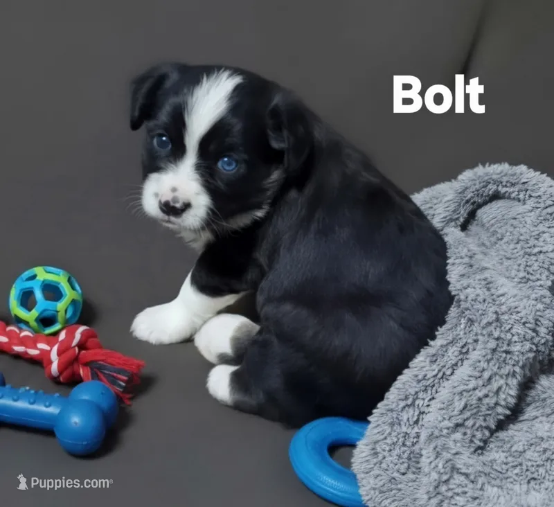 Bolt – Miniature Australian Shepherd puppy for sale in Point, TX