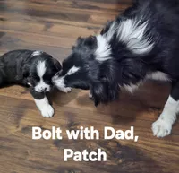 Bolt, a male Miniature Australian Shepherd for sale in Point, TX – 4 of 4