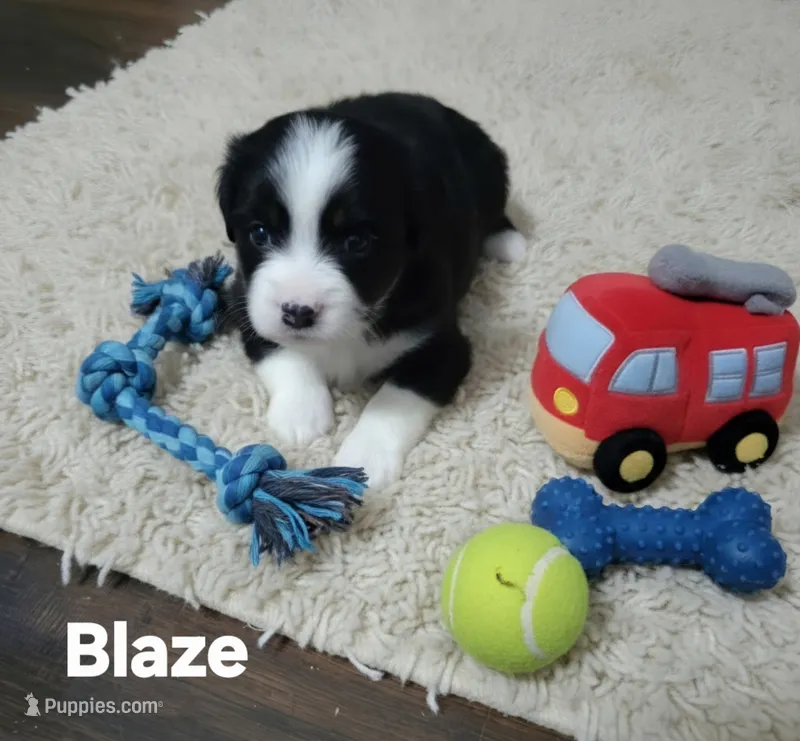 Blaze – Toy Australian Shepherd puppy for sale in Point, TX