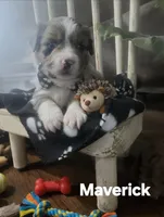 Maverick , a male Miniature Australian Shepherd for sale in Point, TX – 5 of 6