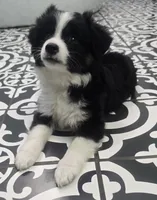 Blaze ASDR, a male Toy Australian Shepherd for sale in Point, TX – 6 of 10