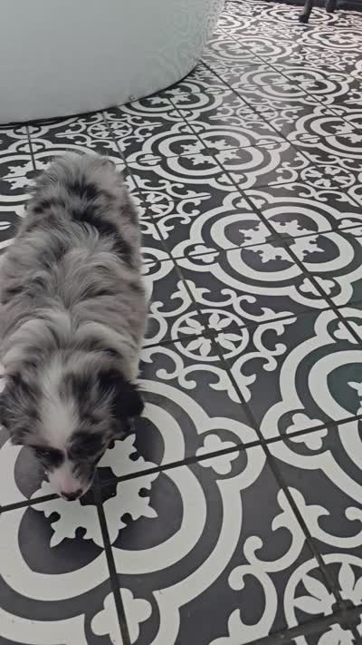 Starlight ASDR, a female Miniature Australian Shepherd for sale in Point, TX – 9 of 10