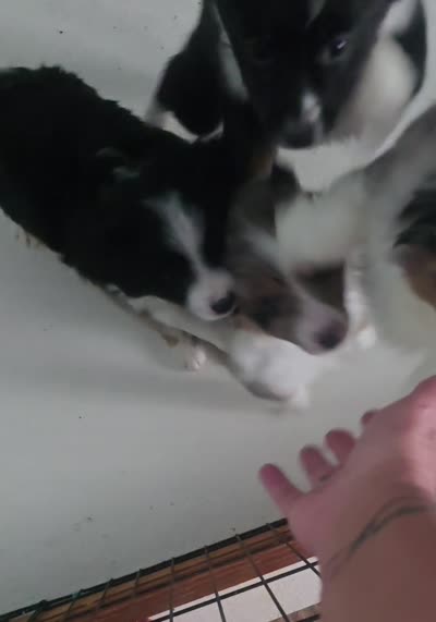 Starlight ASDR, a female Miniature Australian Shepherd for sale in Point, TX – 10 of 10