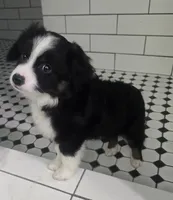 Blaze ASDR, a male Toy Australian Shepherd for sale in Point, TX – 4 of 10