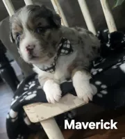 Maverick , a male Miniature Australian Shepherd for sale in Point, TX – 2 of 6