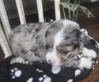 Maverick , a male Miniature Australian Shepherd for sale in Point, TX – 3 of 6