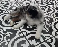 Starlight ASDR, a female Miniature Australian Shepherd for sale in Point, TX – 7 of 10