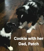 Cookie, a female Miniature Australian Shepherd for sale in Point, TX – 2 of 2