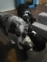 Starlight, a female Miniature Australian Shepherd for sale in Point, TX – 5 of 5