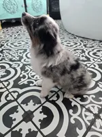 Starlight ASDR, a female Miniature Australian Shepherd for sale in Point, TX – 5 of 10