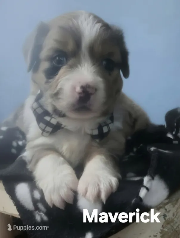 Maverick  – Miniature Australian Shepherd puppy for sale in Point, TX