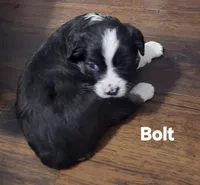 Bolt, a male Miniature Australian Shepherd for sale in Point, TX – 3 of 4