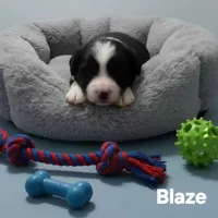 Blaze, a male Toy Australian Shepherd for sale in Point, TX – 3 of 4