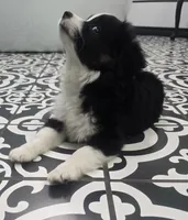 Blaze ASDR, a male Toy Australian Shepherd for sale in Point, TX – 5 of 10