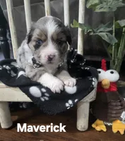 Maverick , a male Miniature Australian Shepherd for sale in Point, TX – 6 of 6