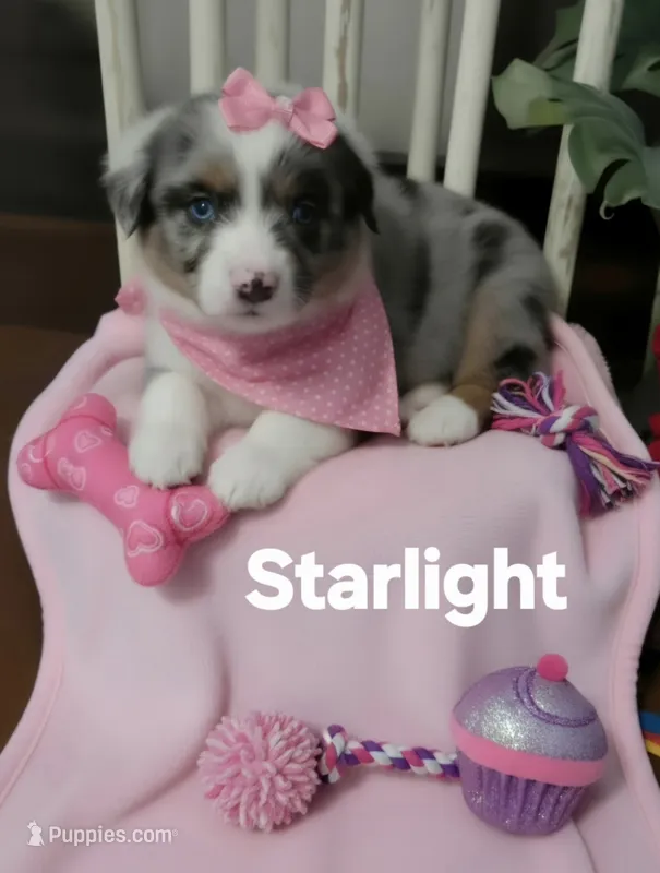 Starlight – Miniature Australian Shepherd puppy for sale in Point, TX