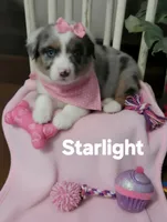 Starlight, a female Miniature Australian Shepherd for sale in Point, TX – 1 of 5