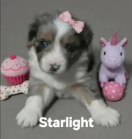 Starlight, a female Miniature Australian Shepherd for sale in Point, TX – 3 of 5