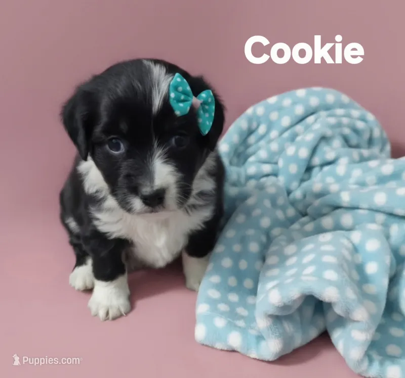 Cookie – Miniature Australian Shepherd puppy on hold in Point, TX