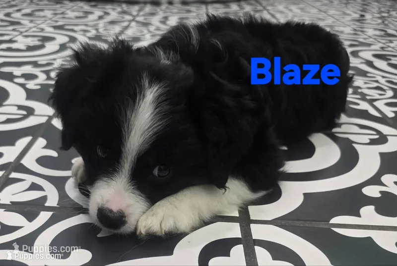 Blaze ASDR – Toy Australian Shepherd puppy for sale in Point, TX