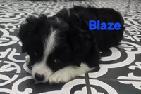 Blaze ASDR, a male Toy Australian Shepherd for sale in Point, TX – 3 of 10