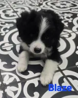 Blaze ASDR, a male Toy Australian Shepherd for sale in Point, TX – 7 of 10