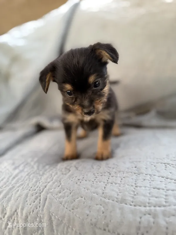Daisy  – Pomeranian, Miniature Australian Shepherd puppy for sale in Alma, GA