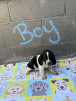 Spot, a male Basset Hound for sale in Alma, GA – 4 of 5