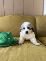 Casper, a male Great Pyrenees for sale in Alma, GA – Photo 6 of 6