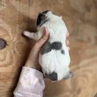 Casper, a male Great Pyrenees for sale in Alma, GA – Photo 3 of 6