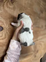 Casper, a male Great Pyrenees for sale in Alma, GA – Photo 2 of 4