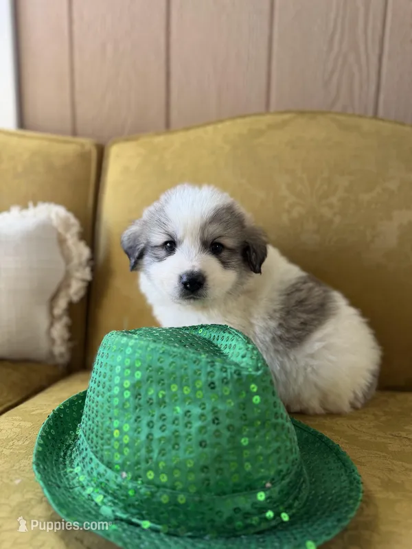 Casper – Great Pyrenees puppy for sale in Alma, GA