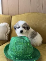 Casper, a male Great Pyrenees for sale in Alma, GA – Photo 1 of 6