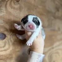 Casper, a male Great Pyrenees for sale in Alma, GA – Photo 2 of 6