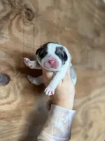 Casper, a male Great Pyrenees for sale in Alma, GA – Photo 1 of 4
