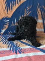 Smoke, a male Yorkipoo for sale in Alma, GA – 8 of 10