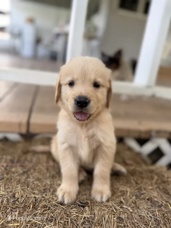 Hank – Golden Retriever puppy for sale in Alma, GA