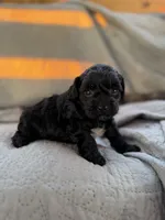 Izzy, a female Yorkipoo for sale in Alma, GA – 2 of 5